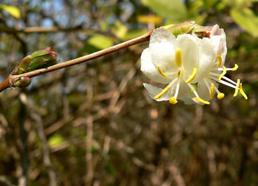 image of Lonicera fragrantissima, Sweet-breath-of-spring, Winter Honeysuckle