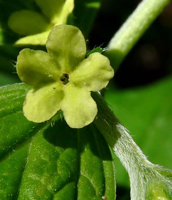 image of Lithospermum latifolium, American Gromwell, Broadleaf Gromwell, Broadleaf Puccoon