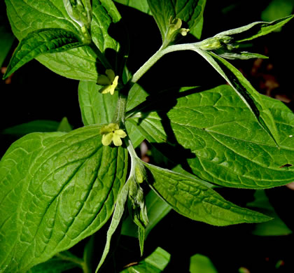 image of Lithospermum latifolium, American Gromwell, Broadleaf Gromwell, Broadleaf Puccoon