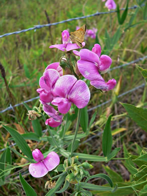 image of Lathyrus latifolius, Everlasting Pea, Perennial Sweet Pea