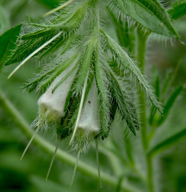 image of Lithospermum occidentale, Western Marbleseed