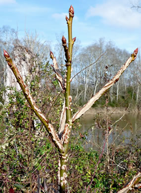 image of Liquidambar styraciflua, Sweetgum