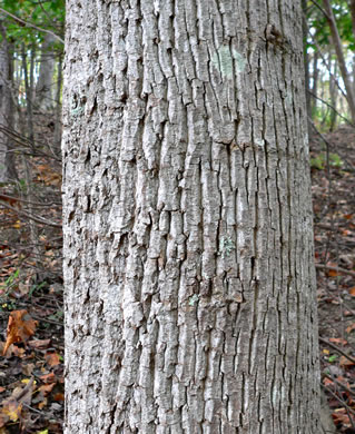 image of Liriodendron tulipifera var. tulipifera, Tulip-tree, Yellow Poplar, Whitewood