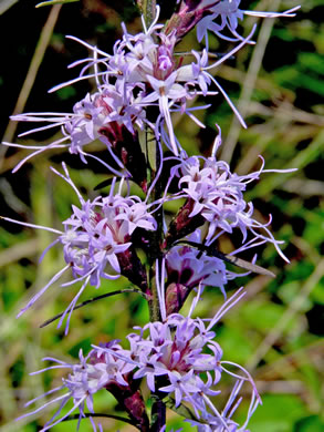 image of Liatris virgata, Wand Blazing-star