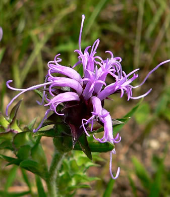 image of Liatris squarrosa var. squarrosa, Scaly Blazing-star, Squarrose Gayfeather, Longbracted Blazing-star