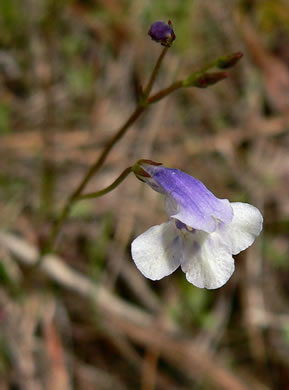 image of Lindernia monticola, Flatrock Pimpernel, Riverbank Pimpernel, False Pimpernel, Piedmont Pimpernel