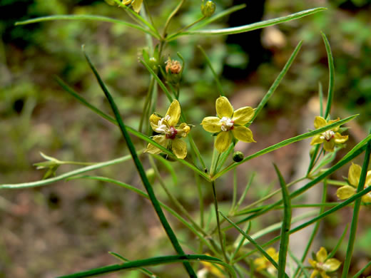 image of Steironema gramineum, Grassleaf Yellow-loosestrife