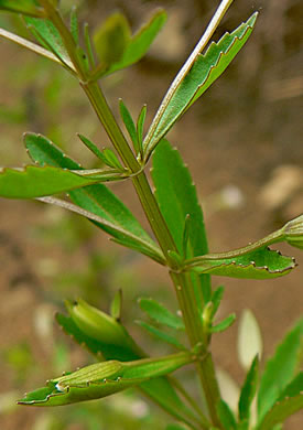 image of Mecardonia acuminata var. acuminata, Mecardonia, Common Axilflower