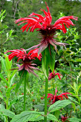 image of Monarda didyma, Scarlet Beebalm, Oswego Tea