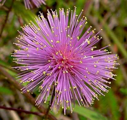 image of Mimosa microphylla, Littleleaf Sensitive-briar, Eastern Sensitive-briar