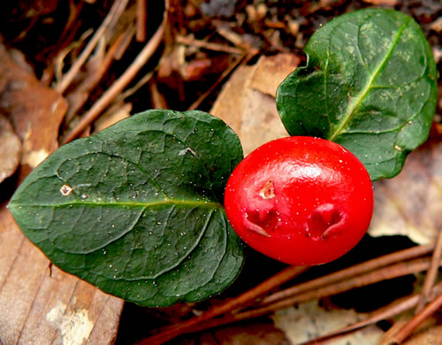 image of Mitchella repens, Partridgeberry, Twinflower