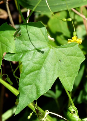 image of Melothria pendula, Creeping Cucumber