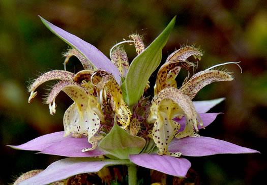 image of Monarda punctata var. punctata, Eastern Horsemint, Spotted Beebalm