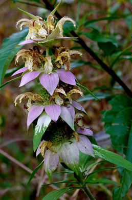 image of Monarda punctata var. punctata, Eastern Horsemint, Spotted Beebalm