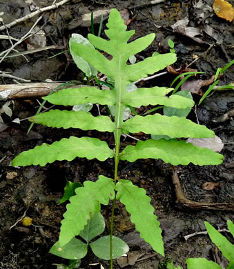 image of Onoclea sensibilis, Sensitive Fern, Bead Fern