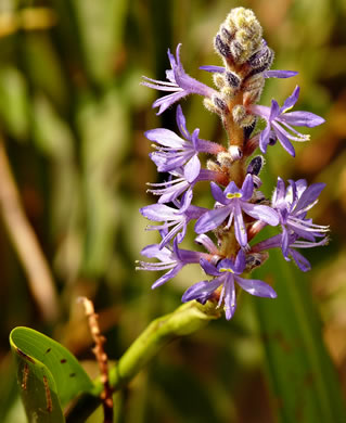 image of Pontederia cordata var. lancifolia, Lanceleaf Pickerelweed