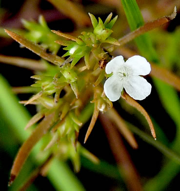 Polypremum procumbens, Juniperleaf, Polypremum, Rustweed