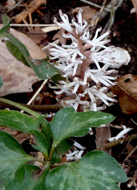 image of Pachysandra procumbens, Allegheny-spurge, Mountain Pachysandra