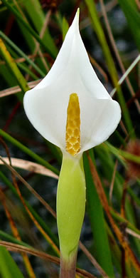 spathe