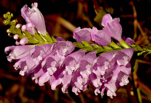 image of Physostegia virginiana ssp. praemorsa, Southern Obedient-plant