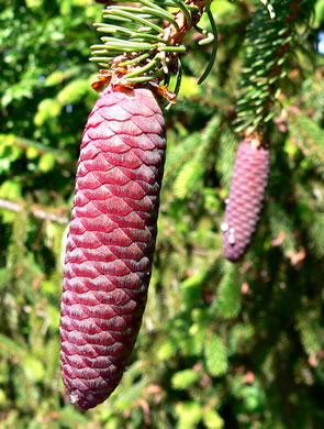 image of Picea abies, Norway Spruce