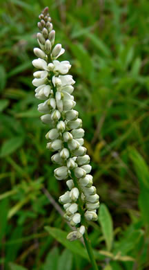 image of Polygala boykinii var. boykinii, Boykin's Milkwort