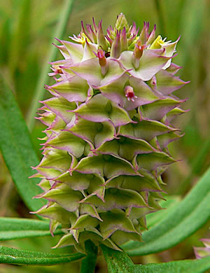 image of Polygala cruciata, Drumheads, Crossleaf Milkwort