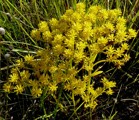 image of Polygala ramosa, Short Pinebarren Milkwort, Low Pinebarren Milkwort, Dwarf Milkwort, Savanna Milkwort