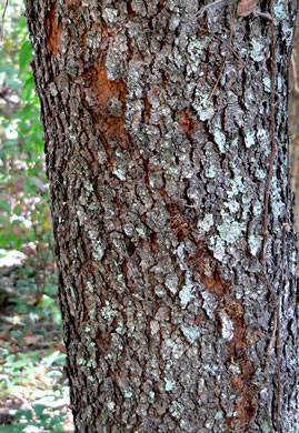 image of Prunus alabamensis, Alabama Black Cherry