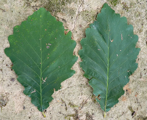 image of Quercus montana, Rock Chestnut Oak, Mountain Oak, Tanbark Oak