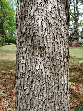 drawing of Quercus oglethorpensis, Oglethorpe Oak