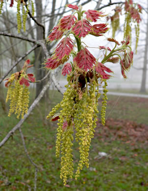 image of Quercus shumardii, Shumard Oak, Swamp Red Oak