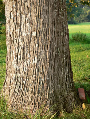 image of Quercus stellata, Post Oak