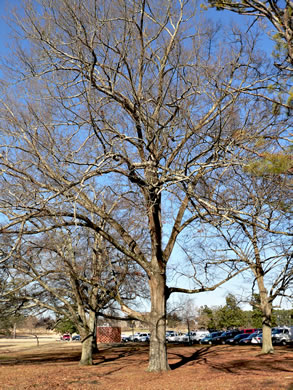 image of Quercus imbricaria, Shingle Oak