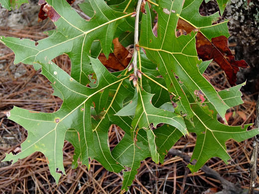 image of Quercus laevis, Turkey Oak