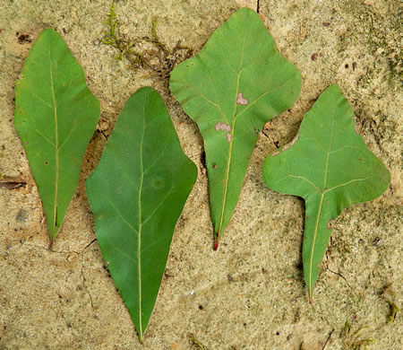 image of Quercus nigra, Water Oak, Paddle Oak