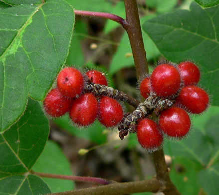 image of Rhus aromatica var. aromatica, Fragrant Sumac, Squawbush