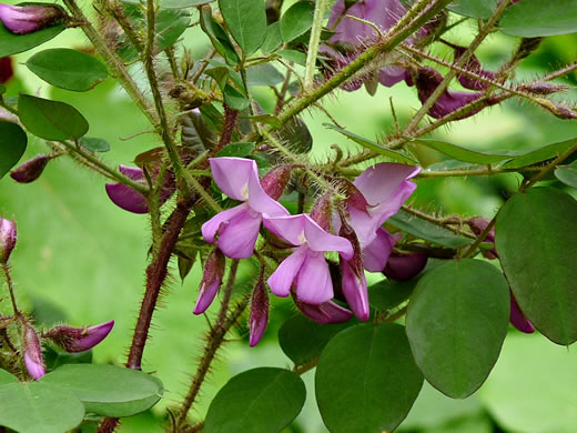 image of Robinia hispida var. fertilis, Arnot Bristly Locust, Fruitful Locust