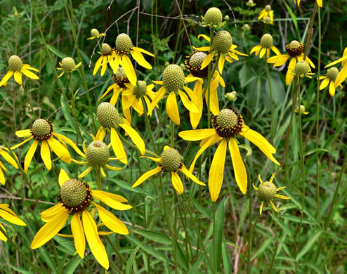 image of Ratibida pinnata, Grey-headed Coneflower, Globular Prairie Coneflower, Drooping Coneflower