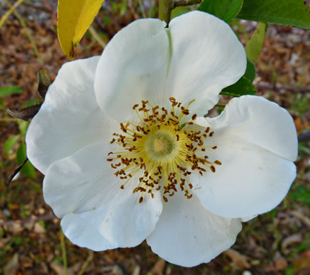 image of Rosa laevigata, Cherokee Rose