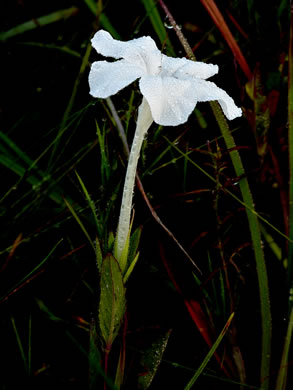 image of Ruellia noctiflora, Night-flowering Wild-petunia, Night-blooming Wild-petunia