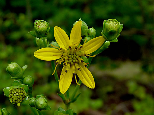 image of Silphium compositum var. compositum, Carolina Rosinweed, Compassplant, Rhubarb-leaved Rosinweed