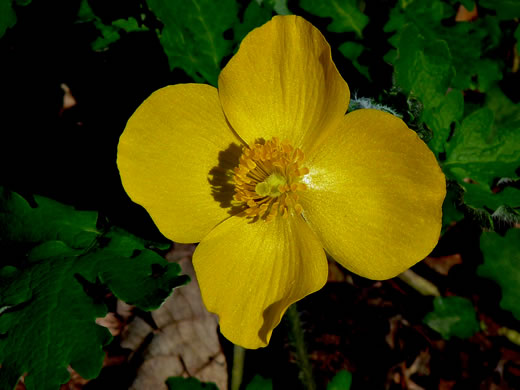 image of Stylophorum diphyllum, Celandine-poppy, Woods-poppy