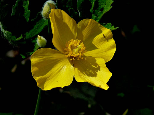 image of Stylophorum diphyllum, Celandine-poppy, Woods-poppy