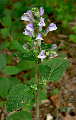 image of Scutellaria elliptica var. hirsuta, Kentucky Skullcap, Hairy Skullcap