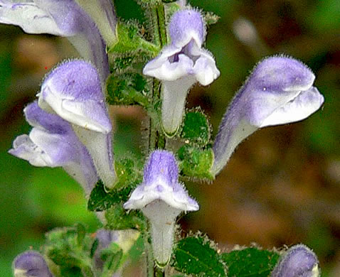 image of Scutellaria elliptica var. hirsuta, Kentucky Skullcap, Hairy Skullcap