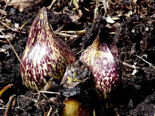 image of Symplocarpus foetidus, Skunk Cabbage