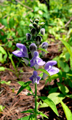 image of Scutellaria integrifolia, Hyssop Skullcap, Narrowleaf Skullcap