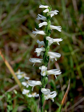 image of Spiranthes magnicamporum, Great Plains Ladies'-tresses