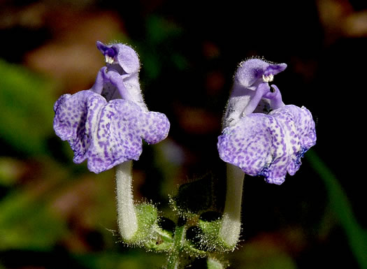 image of Scutellaria ovata var. bracteata, Heartleaf Skullcap